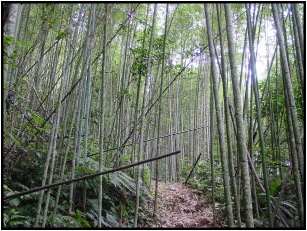 flora: tree: bamboo : s-dsc013143.jpg