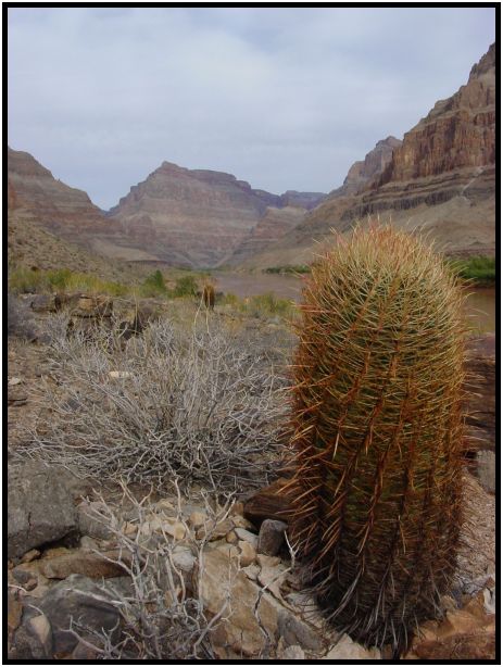 place: USA: Arizona: Grand Canyon : s-dsc015201.jpg