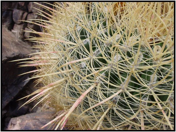 flora: cactus: cactus unknown : s-dsc015204.jpg