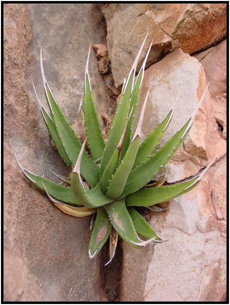 flora: cactus: aloe vera : s-dsc015216.jpg