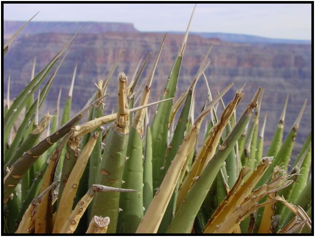 flora: cactus: aloe vera : s-dsc015221.jpg
