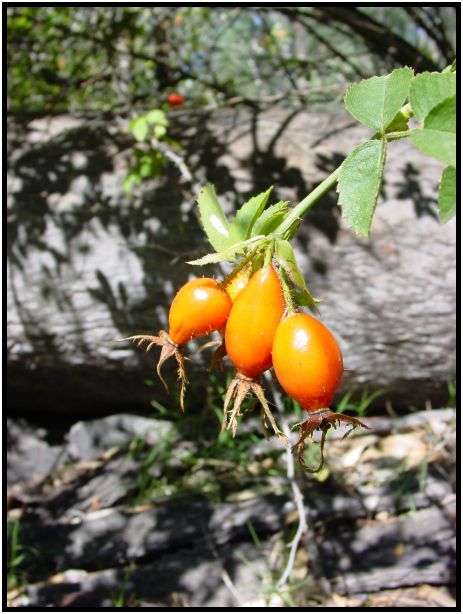 flora: seed: rosehip : s-dsc015916.jpg