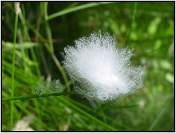flora: grass : s-dsc015933.jpg