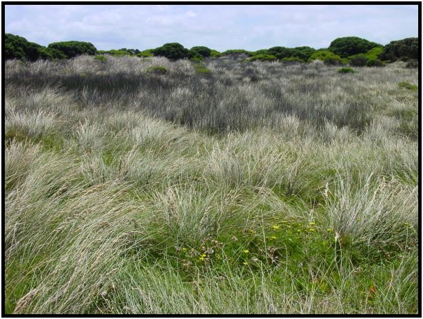 flora: grass : s-dsc015544.jpg