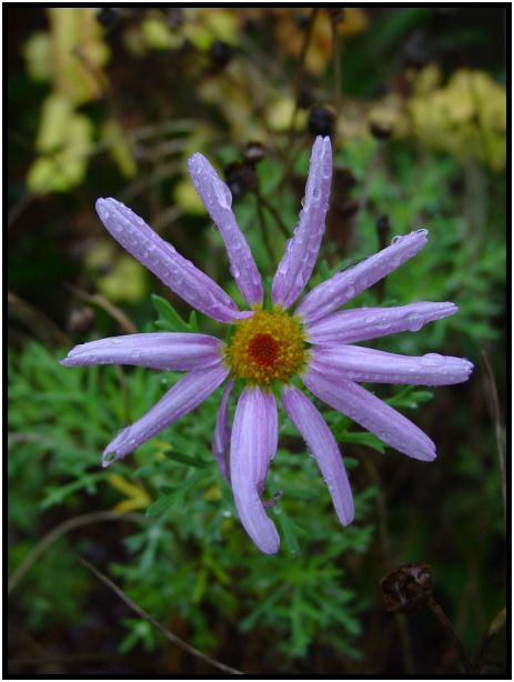 flora: flower: unknown flower : s-dsc016579.jpg