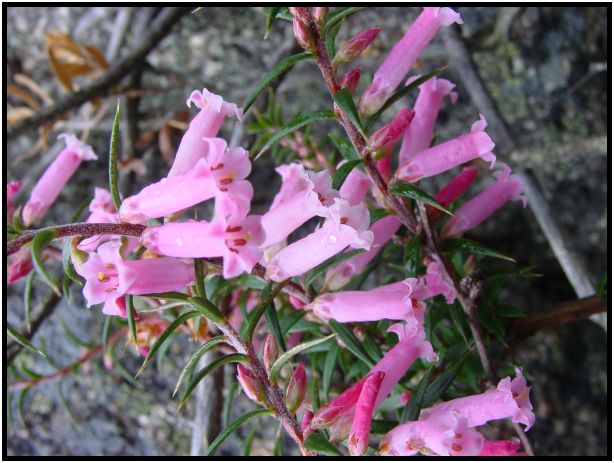 flora: flower: unknown flower : s-dsc015974.jpg