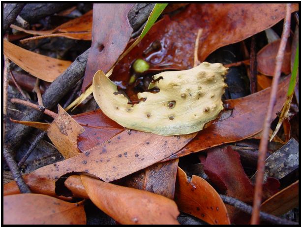 flora: leaf : s-dsc016033.jpg