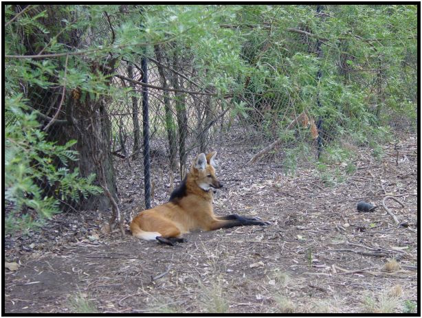 animal: maned wolf : s-dsc015636.jpg