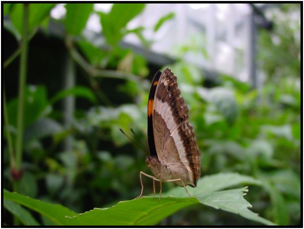 insect: butterfly : s-dsc015682.jpg