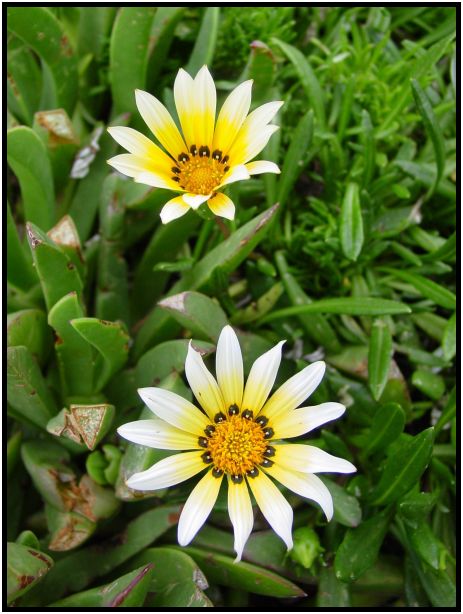 flora: flower: unknown flower : s-dsc016082.jpg