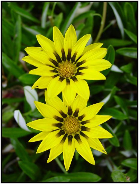 flora: flower: unknown flower : s-dsc016083.jpg