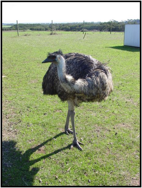 bird: emu : s-dsc016350.jpg