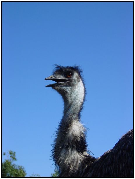 bird: emu : s-dsc016371.jpg
