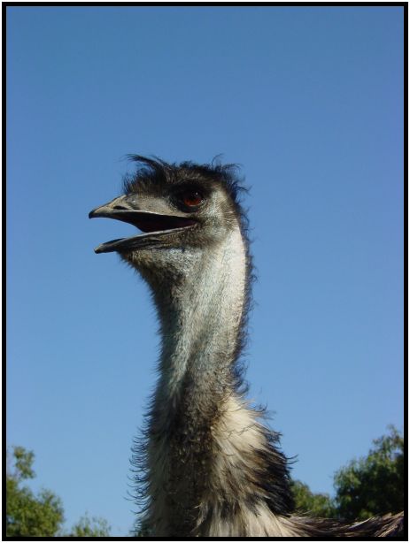 bird: emu : s-dsc016372.jpg
