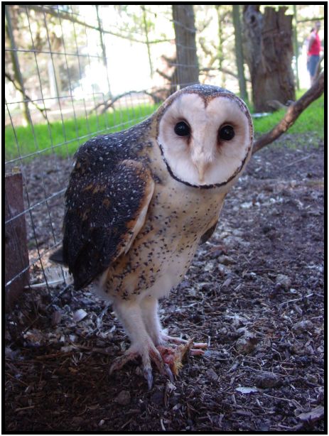 bird: owl : s-dsc016375.jpg