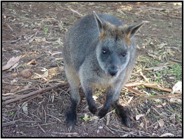 animal: kangaroo : s-dsc016217.jpg