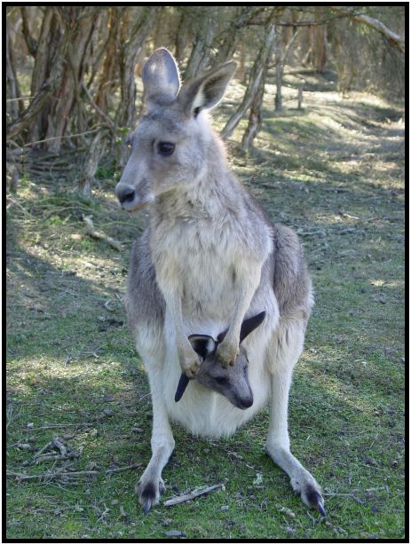 animal: kangaroo : s-dsc016314.jpg