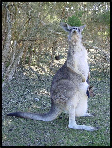 animal: kangaroo : s-dsc016317.jpg