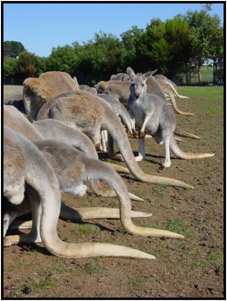 animal: kangaroo : s-dsc016362.jpg