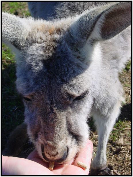 animal: kangaroo : s-dsc016367.jpg