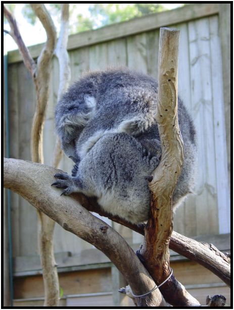 place: Australia: Victoria: Philip Island : s-dsc016382.jpg