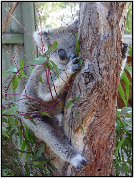 animal: koala : s-dsc016383.jpg