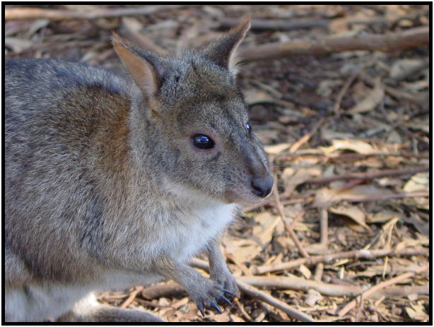 animal: wallaby : s-dsc016196.jpg