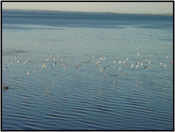 bird: sea gull : s-dsc016386.jpg