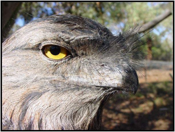 bird: towny frogmouth : s-dsc016133.jpg