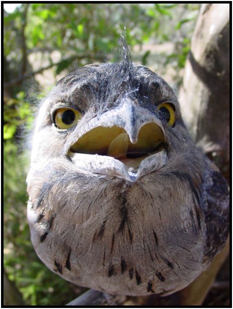 bird: towny frogmouth : s-dsc016138.jpg