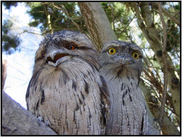bird: towny frogmouth : s-dsc016141.jpg