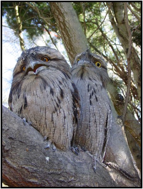 bird: towny frogmouth : s-dsc016143.jpg