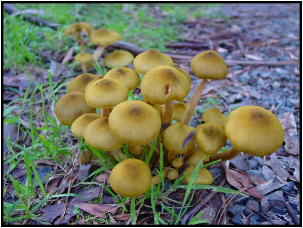 flora: mushroom: mushroom unknown : s-dsc016398.jpg