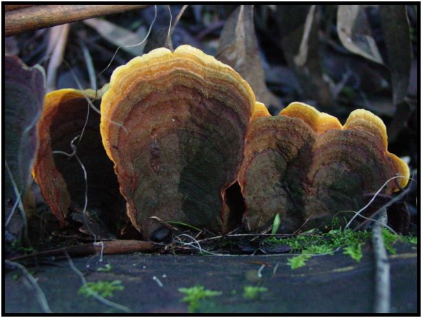 flora: mushroom: mushroom unknown : s-dsc016404.jpg