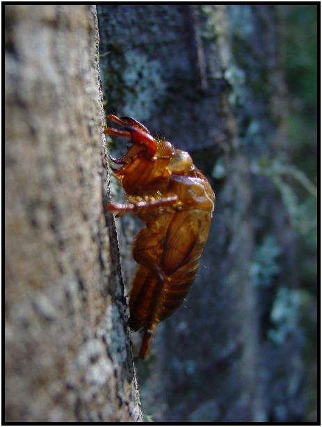 insect: cicada : s-dsc016459.jpg