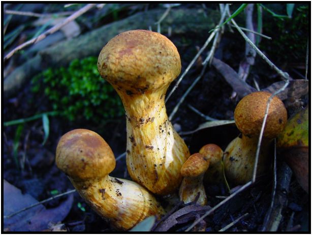 flora: mushroom: mushroom unknown : s-dsc016478.jpg