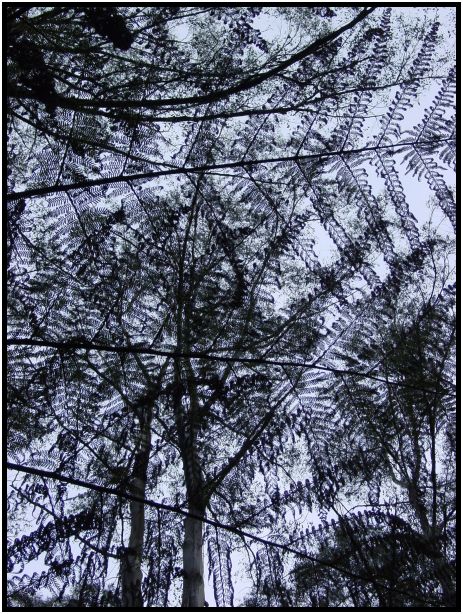 flora: tree: fern tree : s-dsc015741.jpg