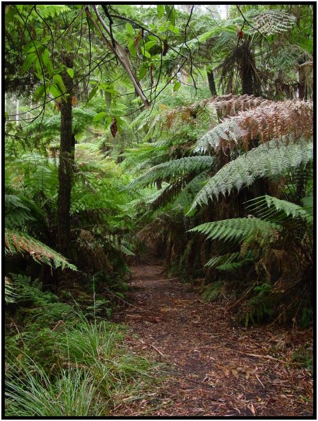 place: Australia: Victoria: Sherbrook Forest : s-dsc015742.jpg