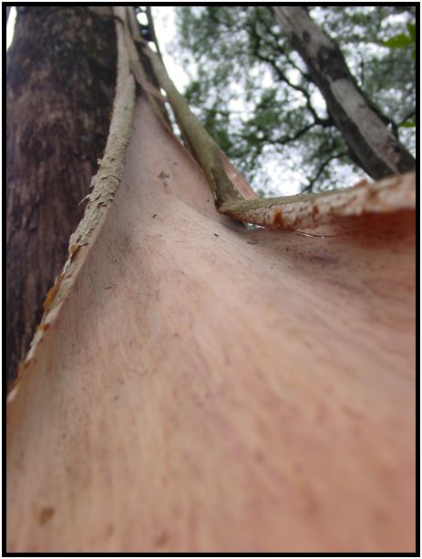 flora: tree: gum tree : s-dsc015750.jpg