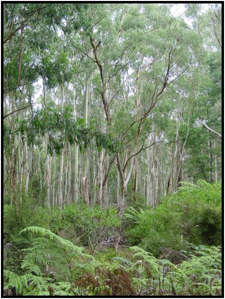 flora: tree: gum tree : s-dsc015756.jpg