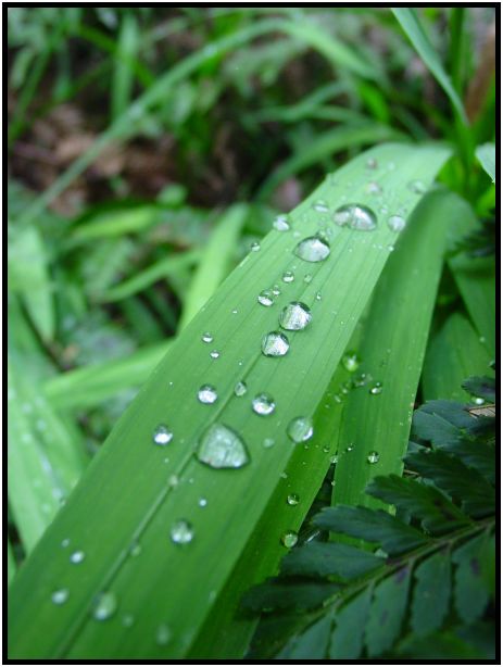 flora: grass : s-dsc015769.jpg