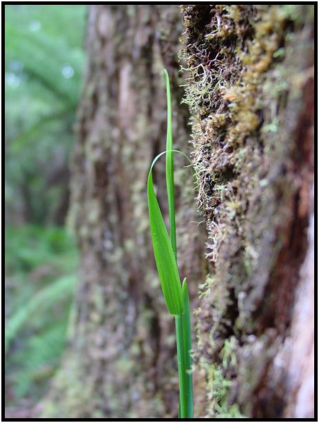 flora: grass : s-dsc015774.jpg