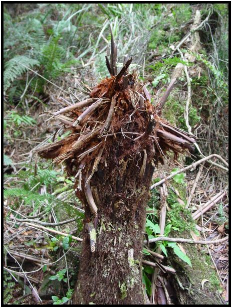 flora: tree: fern tree : s-dsc015781.jpg
