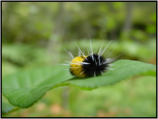 insect: caterpillar : s-dsc018140.jpg