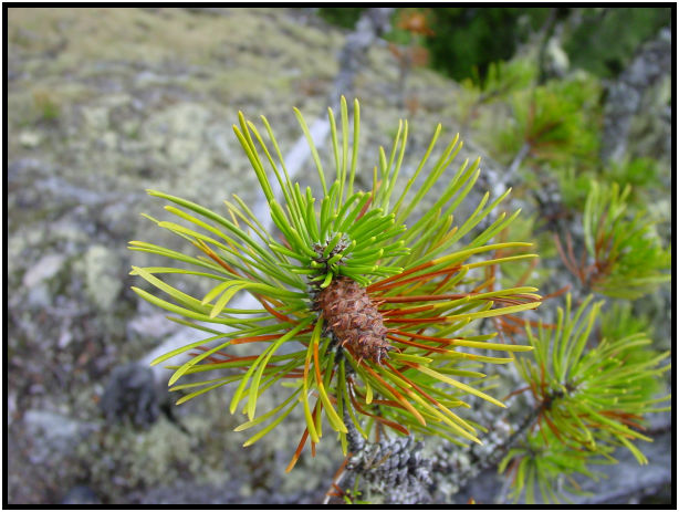 flora: tree: needle : s-dsc018150.jpg
