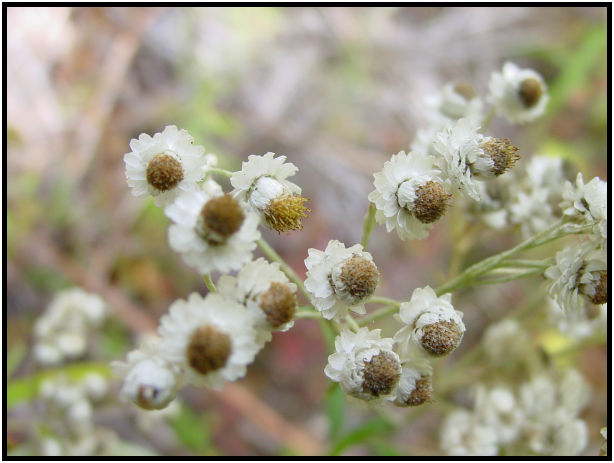 flora: flower: unknown flower : s-dsc018175.jpg