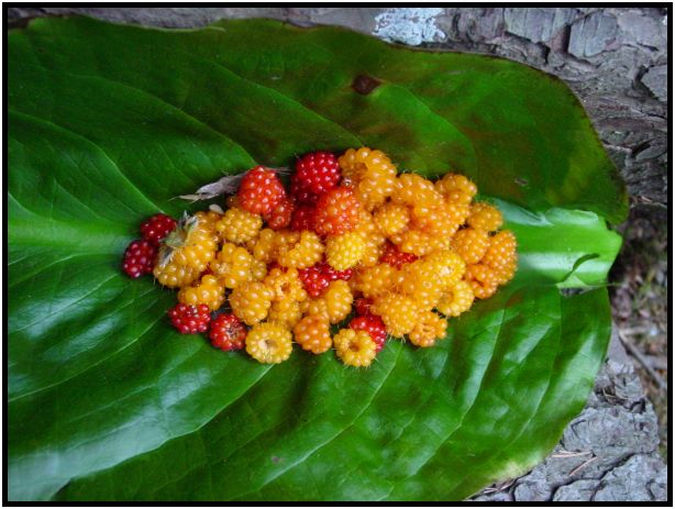 flora: berry: salmonberry : s-dsc016972.jpg