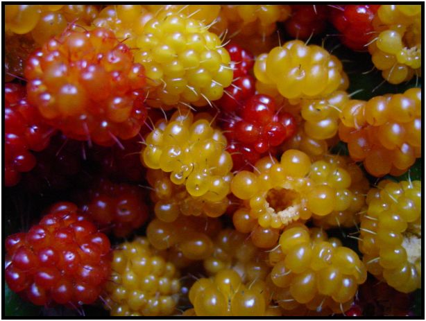 flora: berry: salmonberry : s-dsc016977.jpg