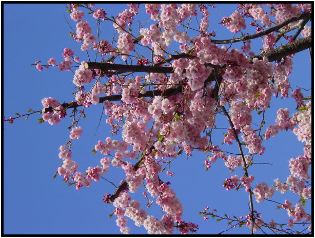 flora: flower: unknown flower : s-dsc018990.jpg
