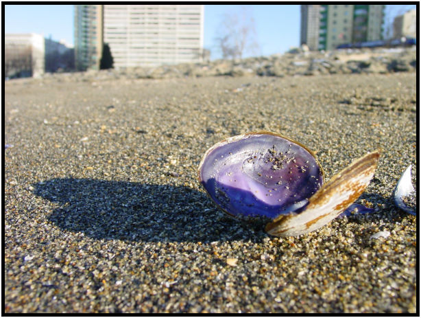 object: shell : s-dsc018464.jpg